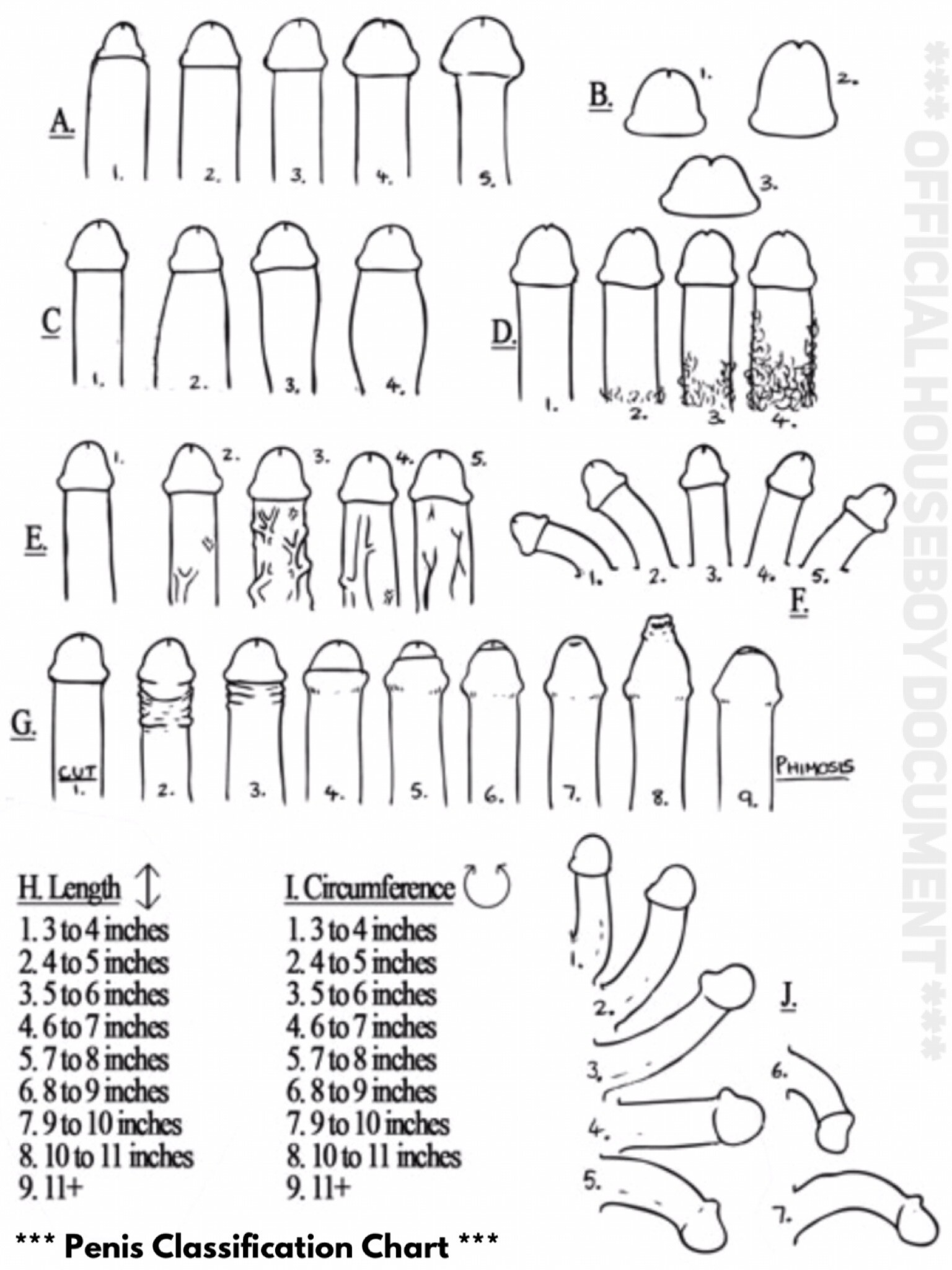 Penis Classification