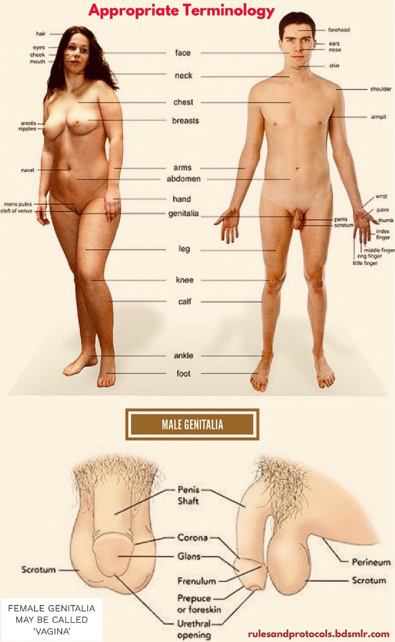 Male Female Appropriate Terminology