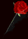 small red rose